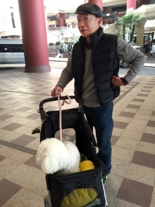 dog pram1
